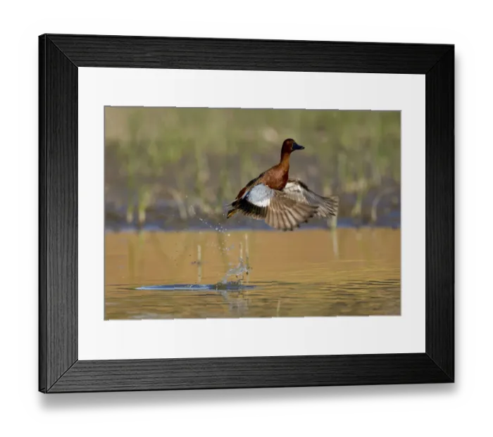 Framed Print : Cinnamon teal (Anas cyanoptera), male taking flight from water, Orange County, California Framed Print : Cinnamon teal (Anas cyanoptera), male taking flight from water, Orange County, California