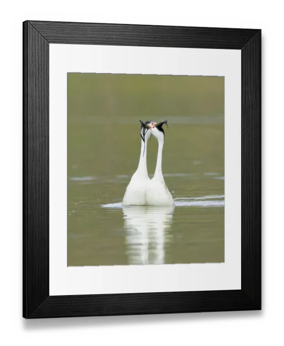 Framed Print : Clarks grebes (Aechmophorus clarkii) courting pair performing the Weed Ceremony Framed Print : Clarks grebes (Aechmophorus clarkii) courting pair performing the Weed Ceremony