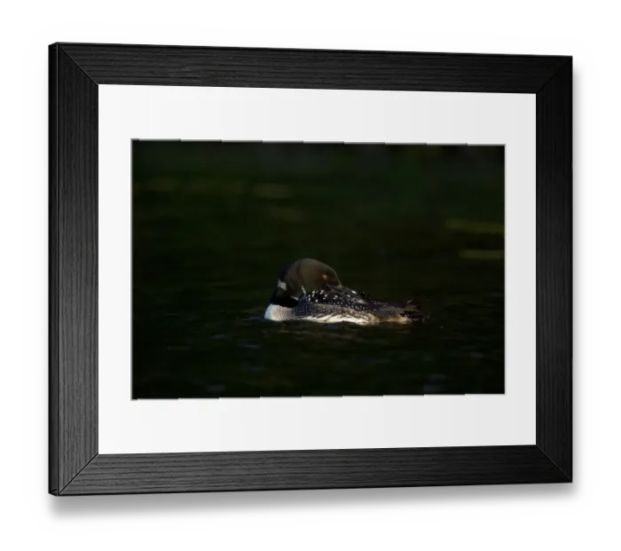 Framed Print : Common loon (Gavia immer) adult in breeding plumage, preening in the last light of day Framed Print : Common loon (Gavia immer) adult in breeding plumage, preening in the last light of day