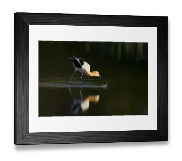 Framed Print : American avocet (Recurvirostra americana), adult in breeding plumage foraging by sweeping Framed Print : American avocet (Recurvirostra americana), adult in breeding plumage foraging by sweeping