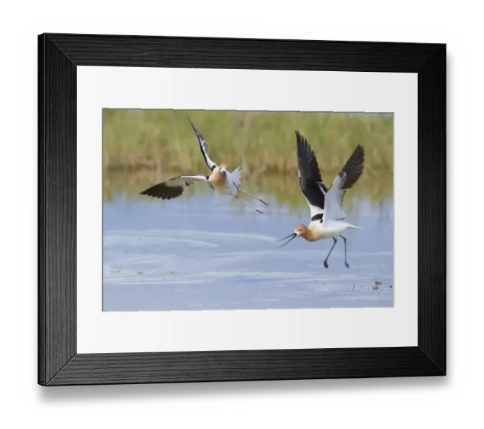 Framed Print : American avocets (Recurvirostra americana) two during aggressive (territorial) encounter Framed Print : American avocets (Recurvirostra americana) two during aggressive (territorial) encounter