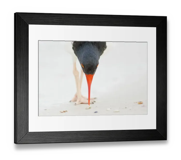Framed Print : American oystercatcher (Haematopus palliatus), closeup of individual feeding by using Framed Print : American oystercatcher (Haematopus palliatus), closeup of individual feeding by using