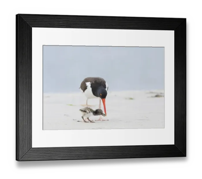 Framed Print : American oystercatcher (Haematopus palliatus) adult feeding chick, Long Island, New York, USA Framed Print : American oystercatcher (Haematopus palliatus) adult feeding chick, Long Island, New York, USA