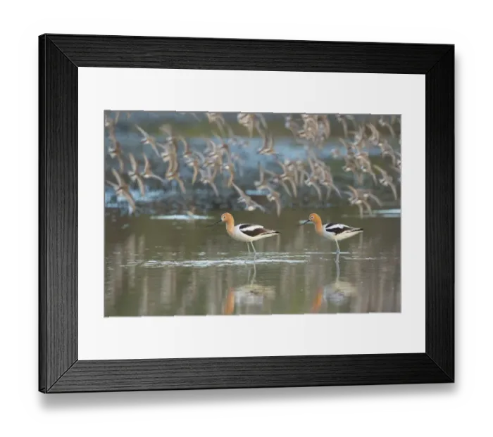 Framed Print : American avocets (Recurvirostra americana) pair in breeding plumage standing in water Framed Print : American avocets (Recurvirostra americana) pair in breeding plumage standing in water
