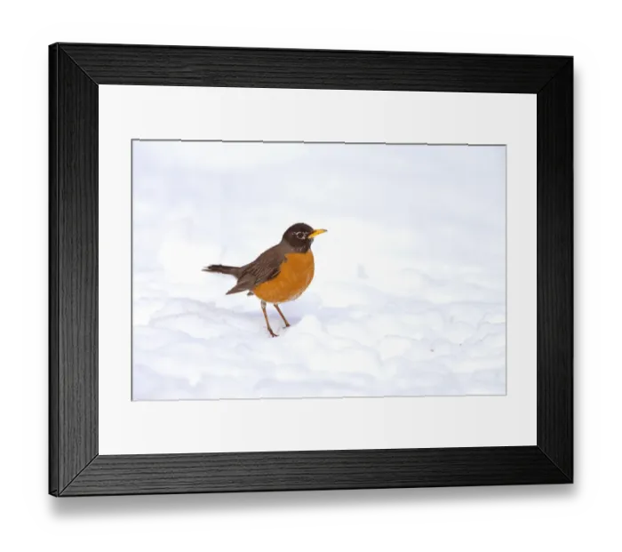 Framed Print : American robin (Turdus migratorius) male on snow-covered ground, Ithaca, New York, USA, April Framed Print : American robin (Turdus migratorius) male on snow-covered ground, Ithaca, New York, USA, April