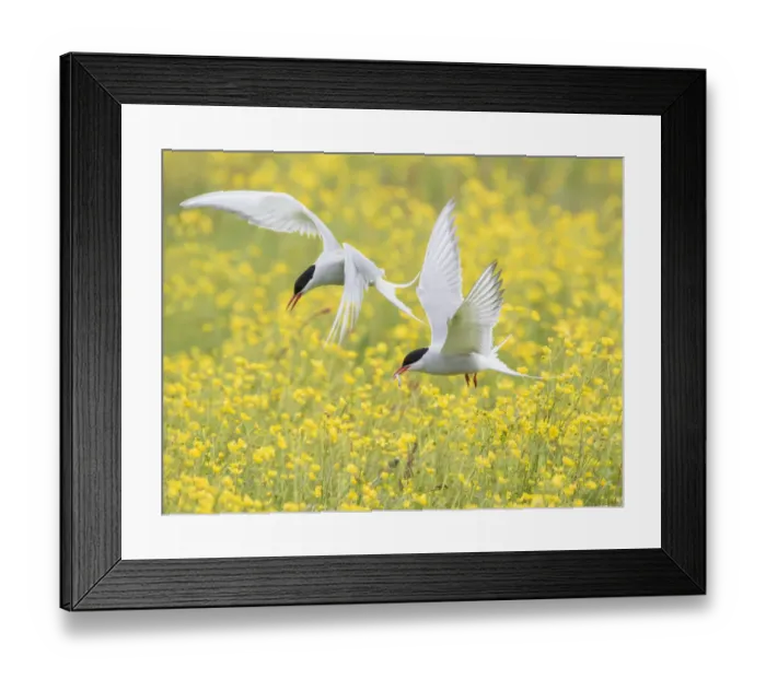 Framed Print : Arctic terns (Sterna paradisaea), two in flight over nesting colony in field of buttercups Framed Print : Arctic terns (Sterna paradisaea), two in flight over nesting colony in field of buttercups
