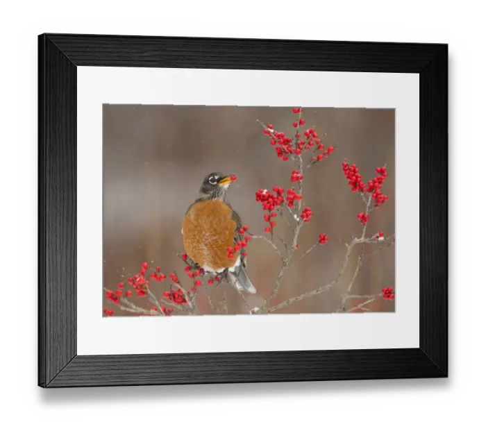 Framed Print : American Robin (Turdus migratorius), feeding on winterberry (Ilex) fruits in winter