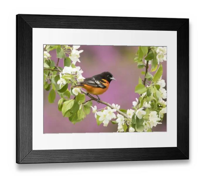 Framed Print : Baltimore oriole (Icterus galbula) male perched in pear (Pyrus sp Framed Print : Baltimore oriole (Icterus galbula) male perched in pear (Pyrus sp