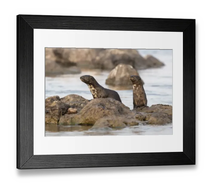 Framed Print : Spotted necked otters (Hydrictis maculicollis), Chobe River, Botswana, September Framed Print : Spotted necked otters (Hydrictis maculicollis), Chobe River, Botswana, September