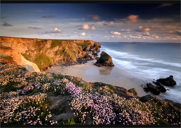 Bedruthan Steps on Cornish coast, with flowering Thrift (Armeria maritima), Cornwall. UK