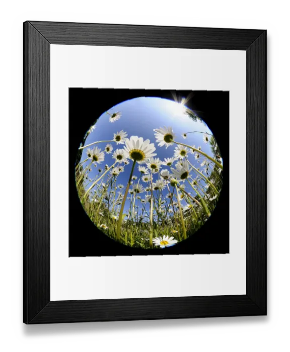 Framed Print : RF- Oxeye daisy (Leucanthemum vulgare) fish-eye lens. Devon, UK. June Framed Print : RF- Oxeye daisy (Leucanthemum vulgare) fish-eye lens. Devon, UK. June