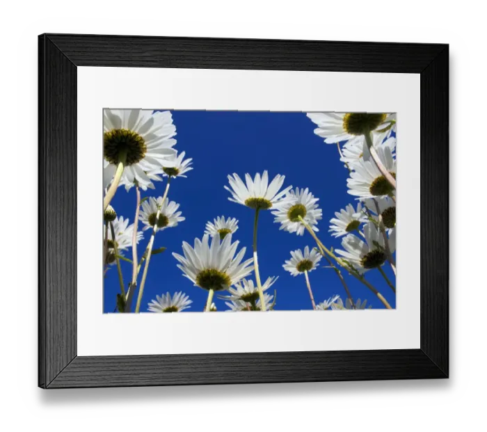 Framed Print : Oxeye daisy {Leucanthemum vulgare} flowers, Cornwall, UK. June Framed Print : Oxeye daisy {Leucanthemum vulgare} flowers, Cornwall, UK. June
