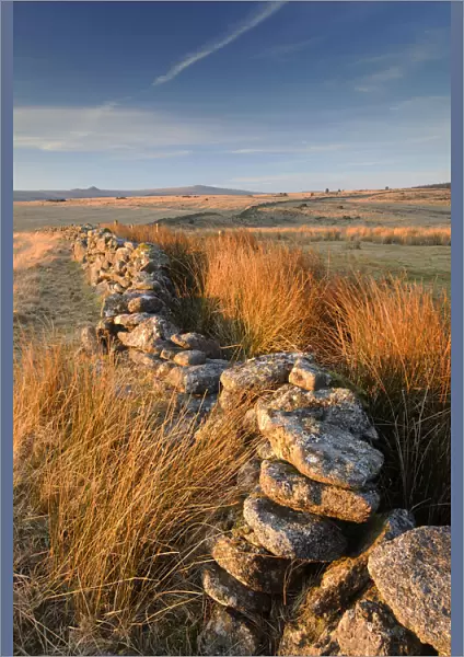Moorland view with dry stone wall and rushes in warm evening light, near Bellever