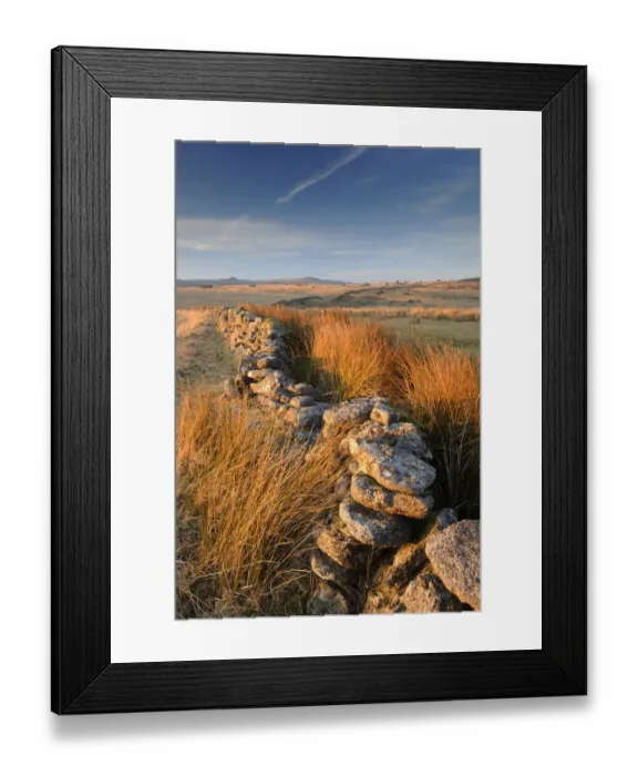 Framed Print : Moorland view with dry stone wall and rushes in warm evening light, near Bellever Framed Print : Moorland view with dry stone wall and rushes in warm evening light, near Bellever