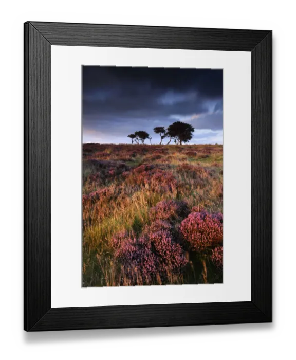 Framed Print : Flowering heather with pine trees behind. Near Porlock, Exmoor National Park, Somerset Framed Print : Flowering heather with pine trees behind. Near Porlock, Exmoor National Park, Somerset