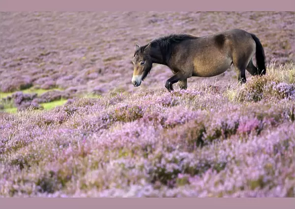 Exmoor pony {Equus caballus} walking amongst flowering heather {Ericaceae}, near Porlock Hill