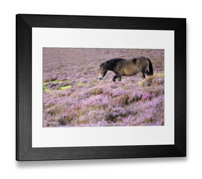 Framed Print : Exmoor pony {Equus caballus} walking amongst flowering heather {Ericaceae}, near Porlock Hill Framed Print : Exmoor pony {Equus caballus} walking amongst flowering heather {Ericaceae}, near Porlock Hill