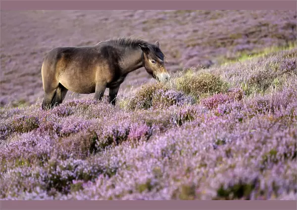 Exmoor pony {Equus caballus} grazing amongst flowering heather {Ericaceae}, near Porlock Hill