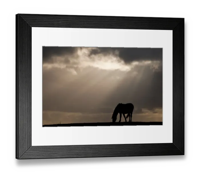 Framed Print : RF- New Forest pony near Bratley View, New Forest, Hampshire, UK. November Framed Print : RF- New Forest pony near Bratley View, New Forest, Hampshire, UK. November