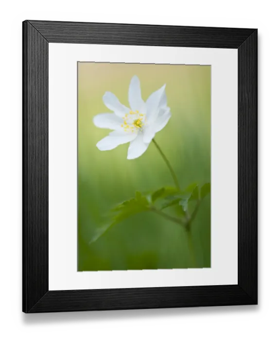 Framed Print : Wood anemone (Anemone nemorosa) single flower, Halsdon woodland, Devon, England, UK Framed Print : Wood anemone (Anemone nemorosa) single flower, Halsdon woodland, Devon, England, UK