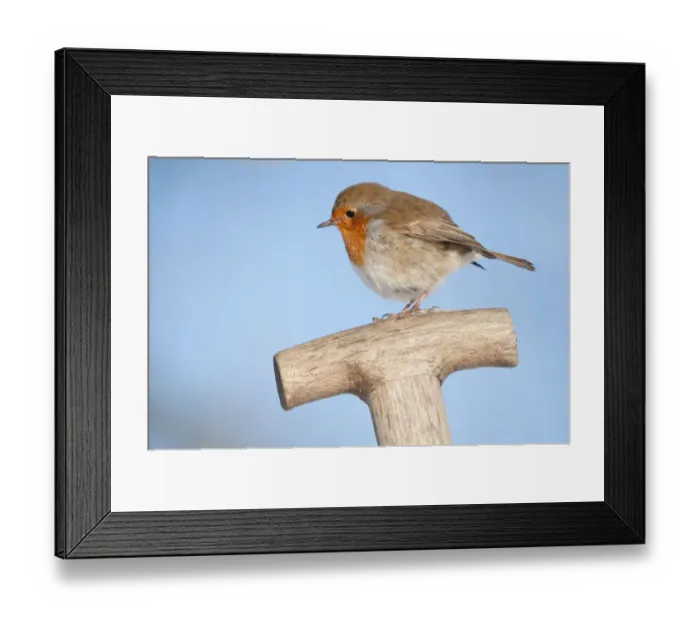Framed Print : Robin (Erithacus rubecula) resting on spade handle in a garden, Nr Bradworthy, Devon, England, UK Framed Print : Robin (Erithacus rubecula) resting on spade handle in a garden, Nr Bradworthy, Devon, England, UK