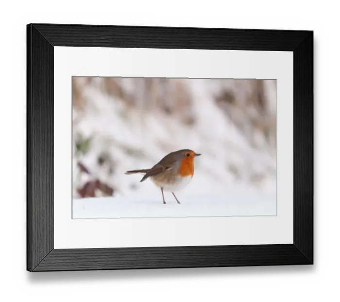 Framed Print : Robin {Erithacus rubecula} in snow, nr Bradworthy, Devon, UK. December 2010 Framed Print : Robin {Erithacus rubecula} in snow, nr Bradworthy, Devon, UK. December 2010