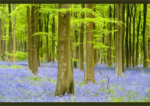 RF- Bluebell carpet (Hyacinthoides non-scripta) among beech trees (Fagus sylvatica)