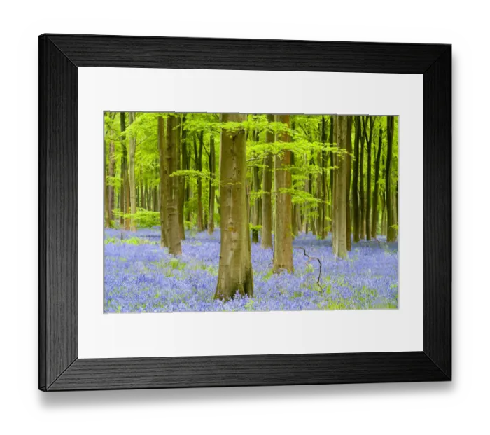 Framed Print : RF- Bluebell carpet (Hyacinthoides non-scripta) among beech trees (Fagus sylvatica)