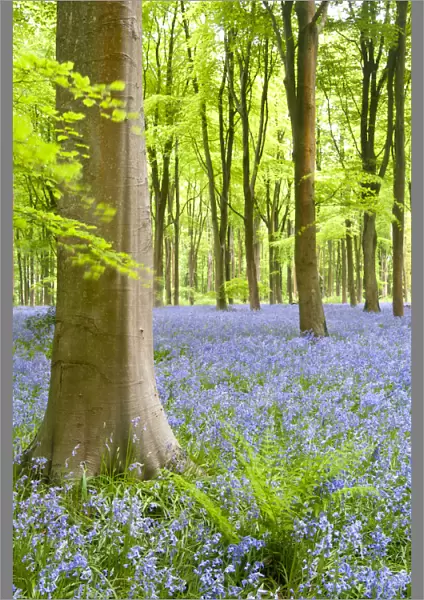 Bluebell carpet (Hyacinthoides non-scripta) among beech trees (Fagus sylvatica). West Woods