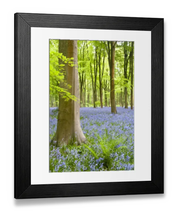 Framed Print : Bluebell carpet (Hyacinthoides non-scripta) among beech trees (Fagus sylvatica). West Woods