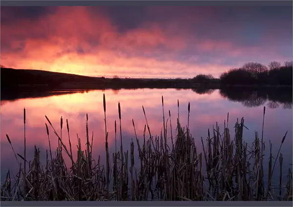 Lower Tamar Lake, at sunrise, reflections and reeds, north Cornwall  /  Devon border, UK