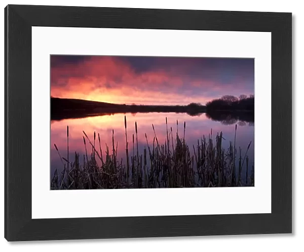 Lower Tamar Lake, at sunrise, reflections and reeds, north Cornwall  /  Devon border, UK