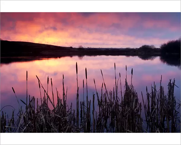 Lower Tamar Lake, colopurful sunrise, reflections and reeds, North Cornwall  /  Devon border, UK