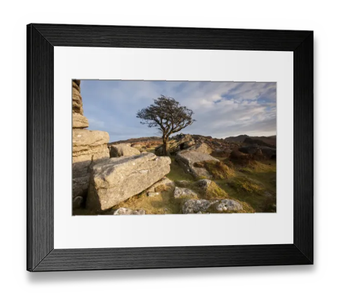 Framed Print : Hawthorn tree (Crataegus monogyna) and granite outcrop near Saddle Tor, Dartmoor National Park Framed Print : Hawthorn tree (Crataegus monogyna) and granite outcrop near Saddle Tor, Dartmoor National Park