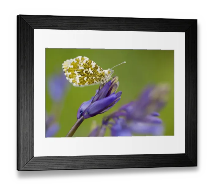 Framed Print : Orange Tip Butterfly (Anthocharis cardamines) female resting on bluebell, Lanhydrock woodland