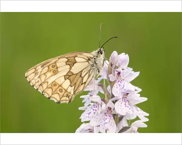 Marbled white butterfly (Melanargia galathea) resting on Heath spotted orchid (Dactylorhiza