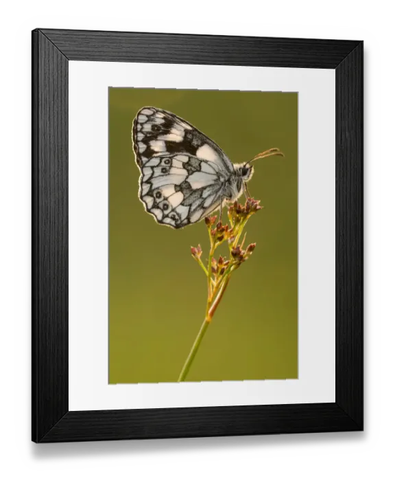 Framed Print : Marbled white butterfly (Melanargia galathea) resting on reed, Devon, UK, July Framed Print : Marbled white butterfly (Melanargia galathea) resting on reed, Devon, UK, July