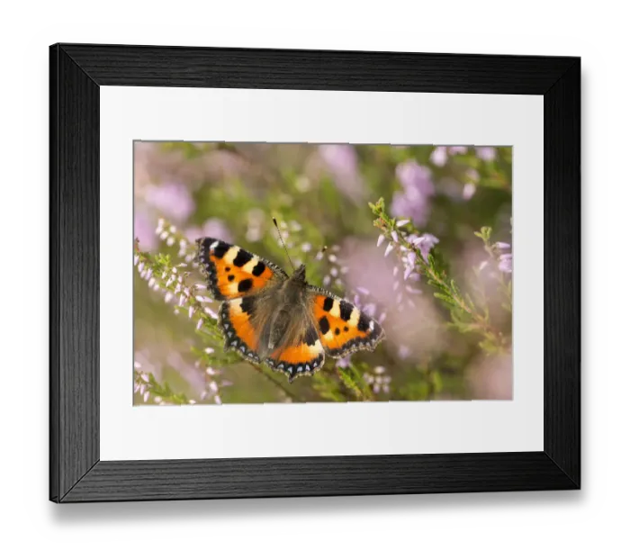 Framed Print : Small tortoiseshell butterfly (Aglais urticae) resting on heather, Westhay, Somerset Levels Framed Print : Small tortoiseshell butterfly (Aglais urticae) resting on heather, Westhay, Somerset Levels