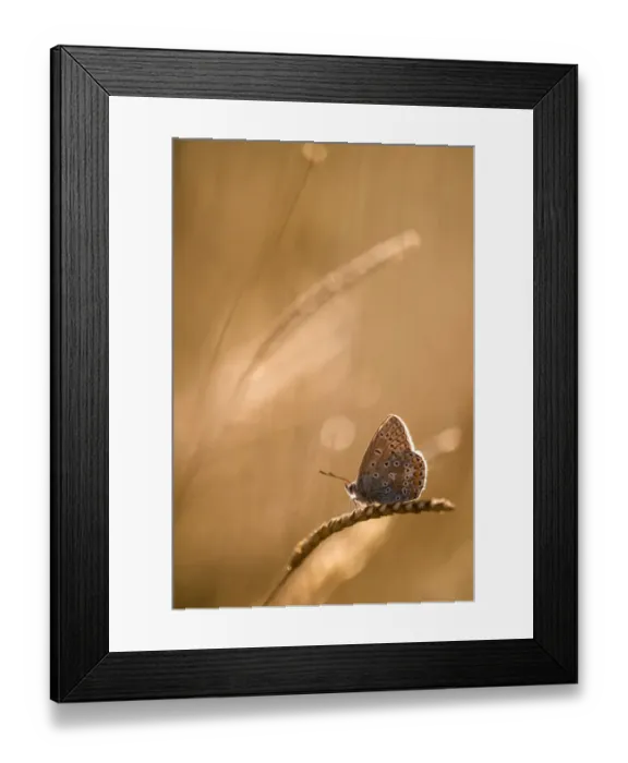 Framed Print : Common blue butterfly (Polyommatus icarus) resting on grassat sunset, Vealand Farm, Devon, UK Framed Print : Common blue butterfly (Polyommatus icarus) resting on grassat sunset, Vealand Farm, Devon, UK