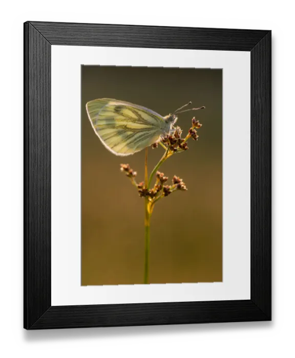 Framed Print : Green-veined white butterfly (Artogeia / Pieris napi) resting on reed in late evening light Framed Print : Green-veined white butterfly (Artogeia / Pieris napi) resting on reed in late evening light