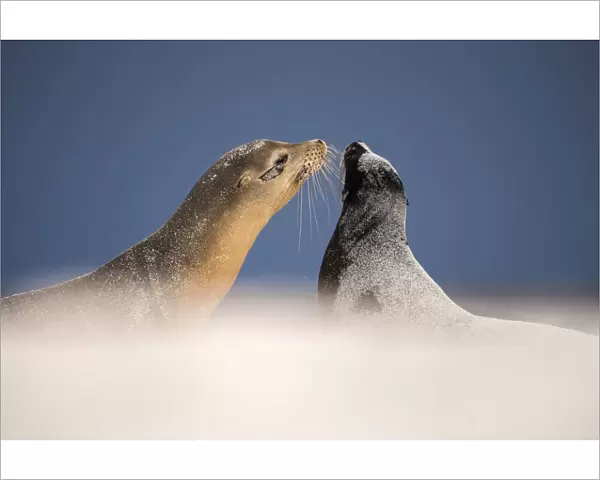 Galapagos sea lions (Zalophus californianus) two interacting on sand, Mosquera Islet