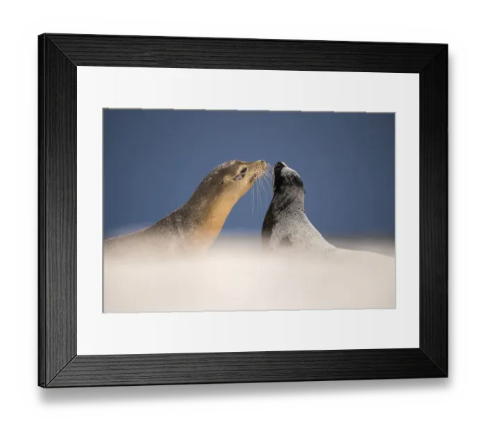 Framed Print : Galapagos sea lions (Zalophus californianus) two interacting on sand, Mosquera Islet Framed Print : Galapagos sea lions (Zalophus californianus) two interacting on sand, Mosquera Islet