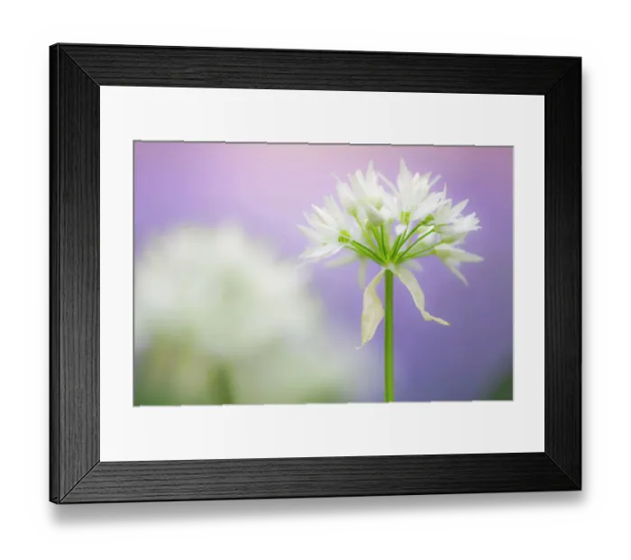 Framed Print : RF - Wild garlic (Allium ursinum) flower close-up, Lanhydrock woodland, Cornwall, UK. May Framed Print : RF - Wild garlic (Allium ursinum) flower close-up, Lanhydrock woodland, Cornwall, UK. May