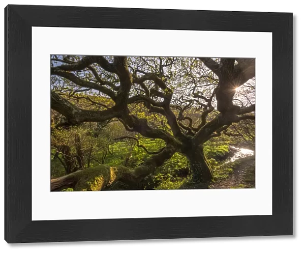 Ancient oak tree (Quercus robur), Marsland Mouth, Devon Wildlife Trust, Devon, UK