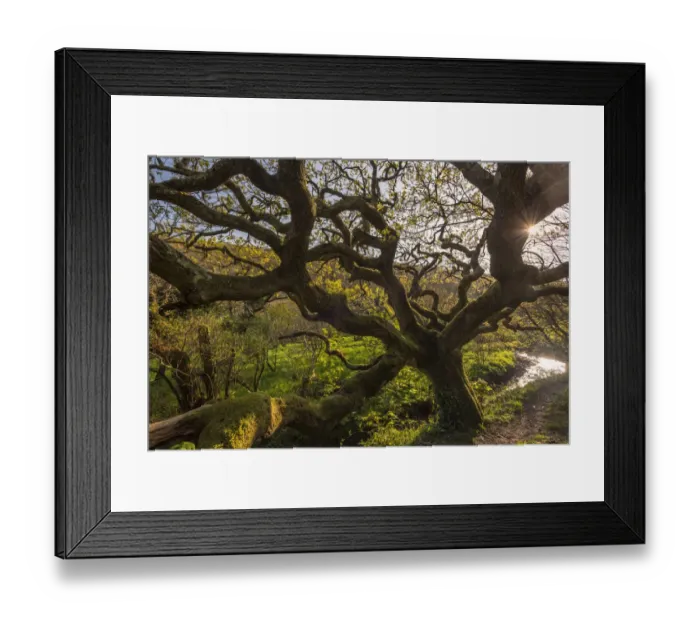 Framed Print : Ancient oak tree (Quercus robur), Marsland Mouth, Devon Wildlife Trust, Devon, UK