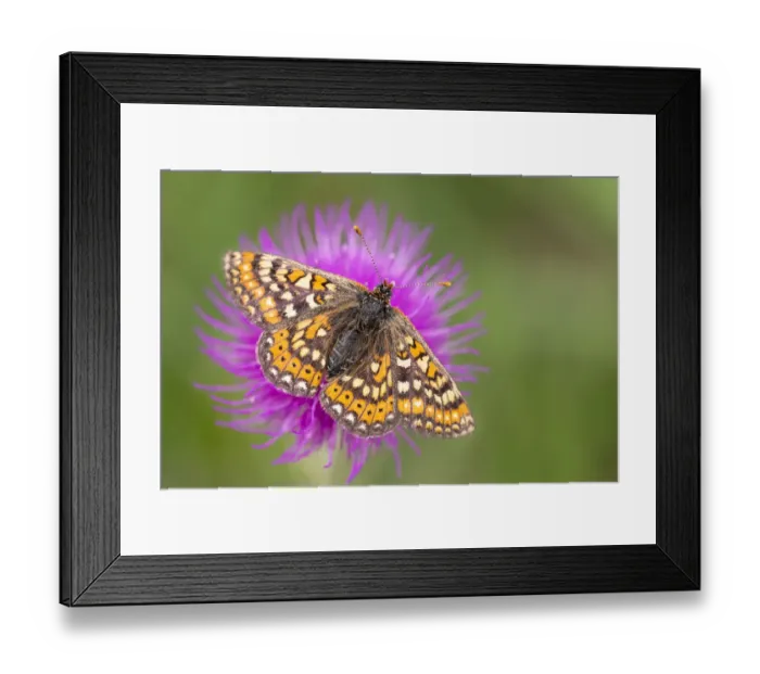 Framed Print : Marsh fritillary butterfly (Euphydrayas aurinia) feeding on Meadow thistle flower Framed Print : Marsh fritillary butterfly (Euphydrayas aurinia) feeding on Meadow thistle flower