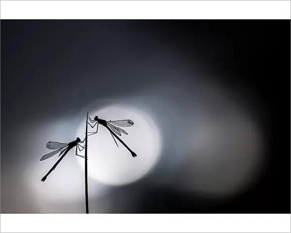 Silhouetted emerald damselflies (Lestes sponsa) resting on a reed, Devon, England, UK. August 2017