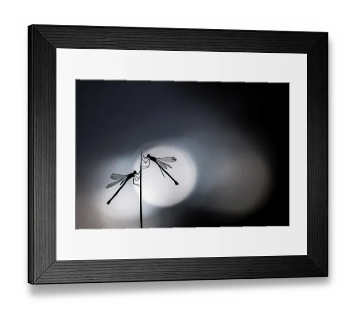 Framed Print : Silhouetted emerald damselflies (Lestes sponsa) resting on a reed, Devon, England, UK. August 2017 Framed Print : Silhouetted emerald damselflies (Lestes sponsa) resting on a reed, Devon, England, UK. August 2017