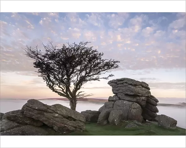 Hawthorn tree and granite outcrop at Holwell tor, sunrise and mist, Dartmoor National Park