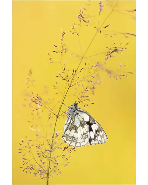 Marbled white butterfly (Melanargia galathea) resting among tall grasses and bathed in warm